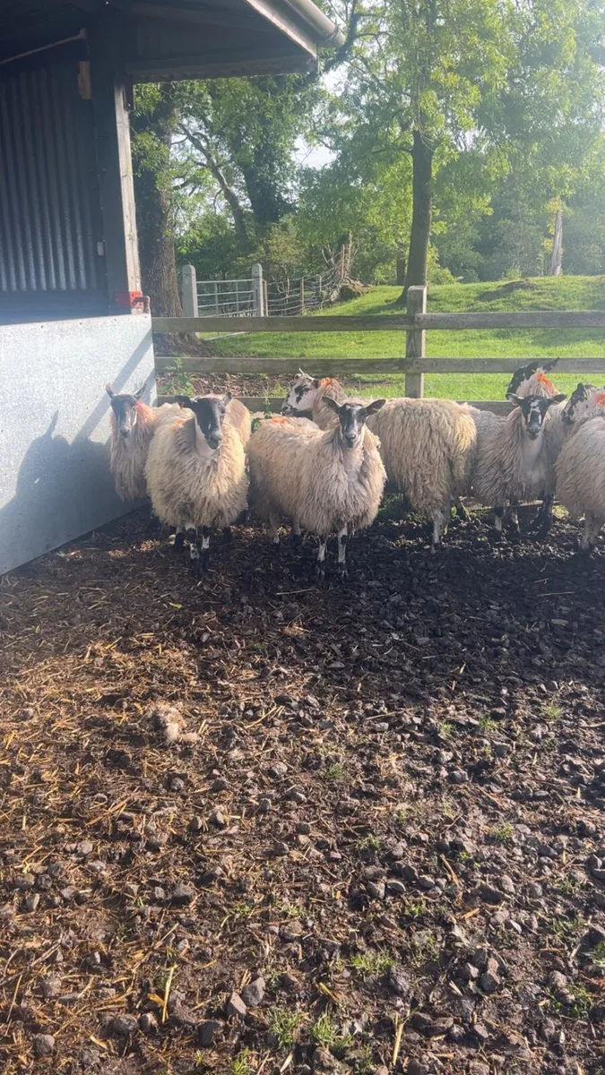 11 dry mule ewe Hoggets - Image 3
