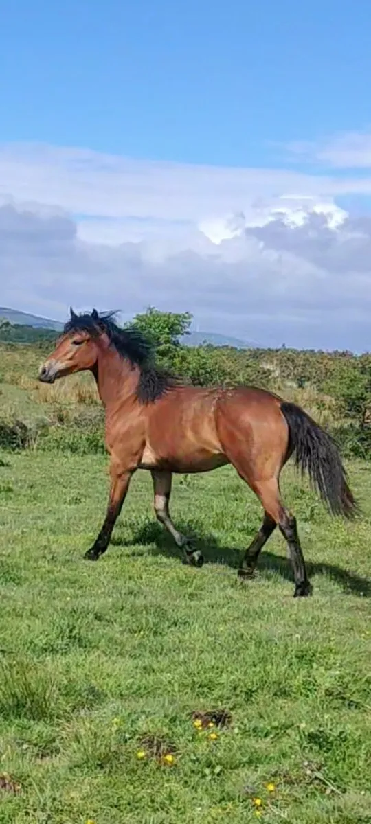 Connemara Filly Yearling - Image 1