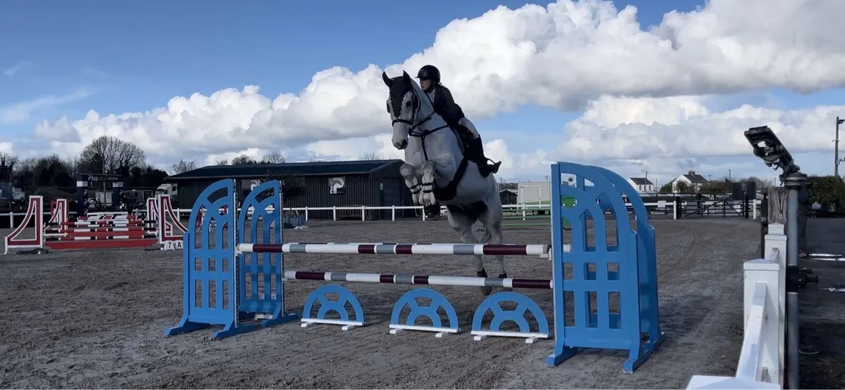 17.2 gelding - Image 1