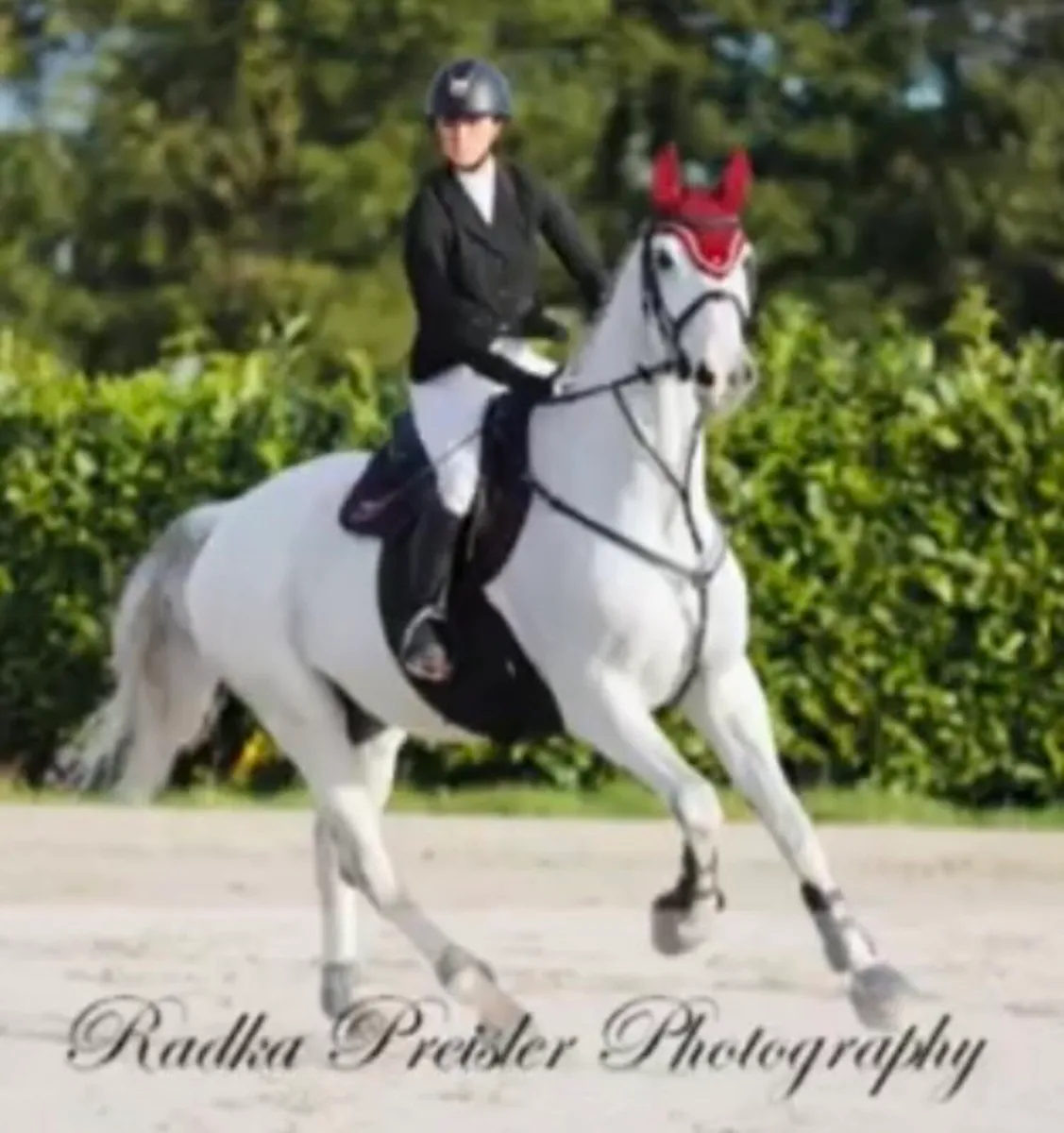 17.2 gelding - Image 2