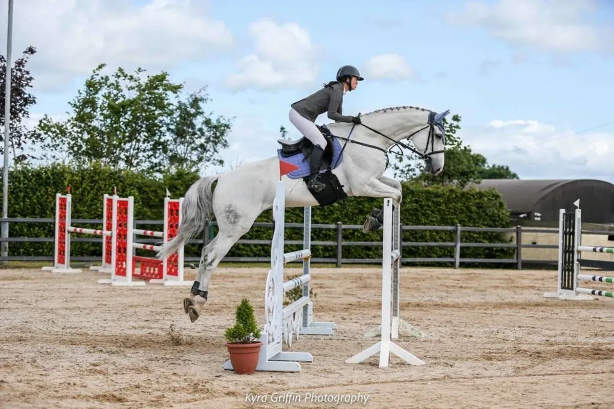 17.2 gelding - Image 3