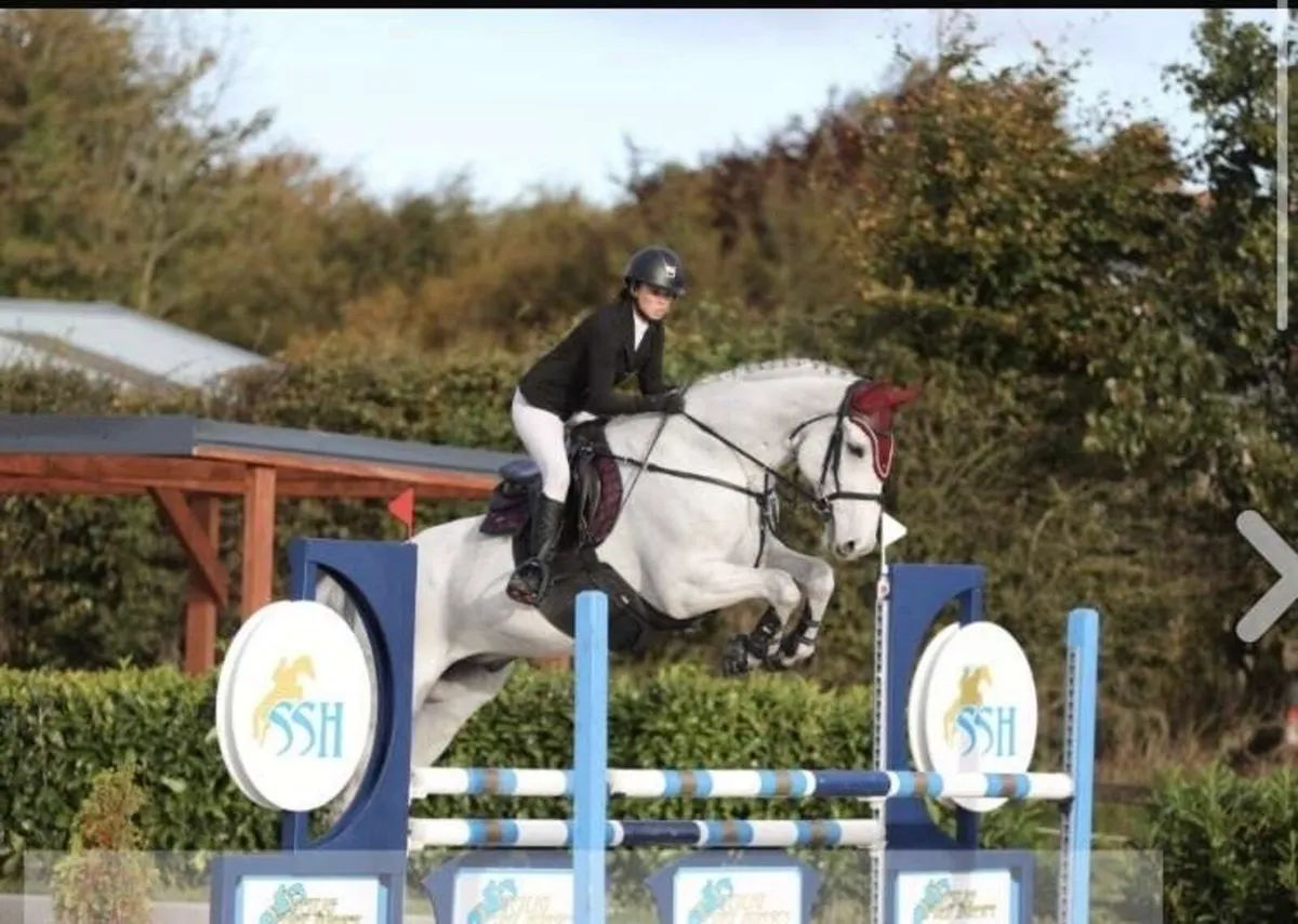 17.2 gelding - Image 4