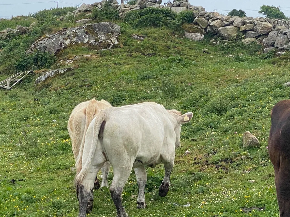 Heifer - Image 1