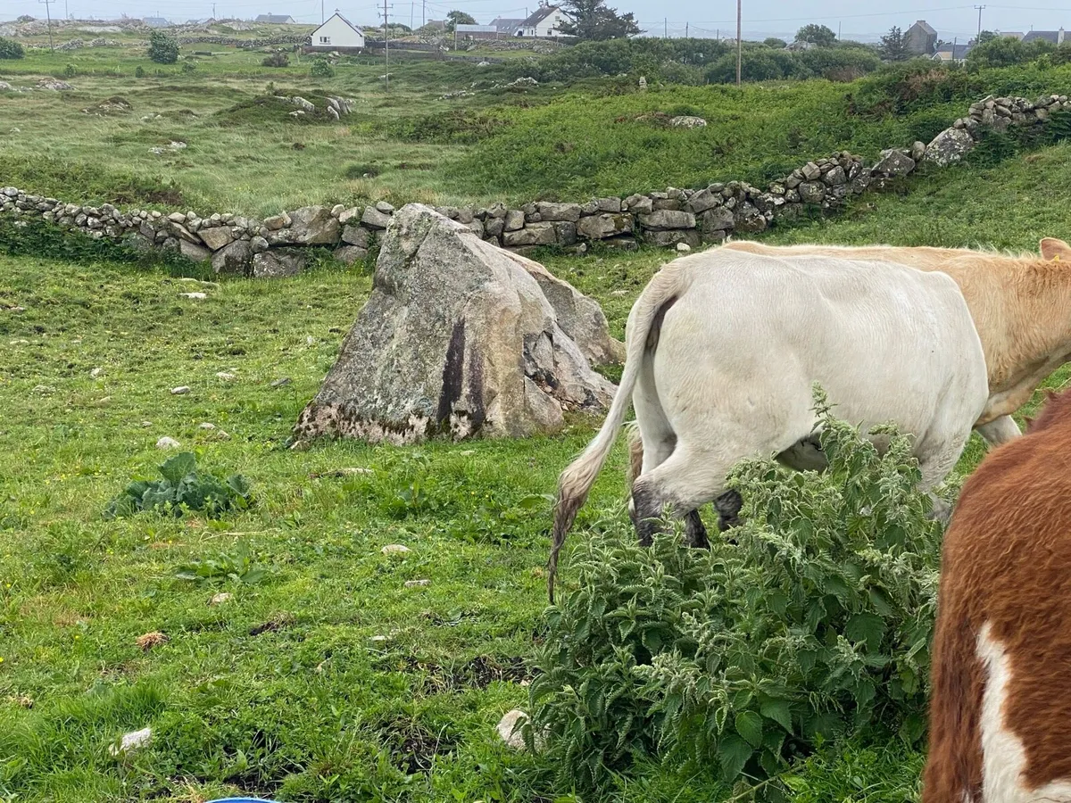 Heifer - Image 2