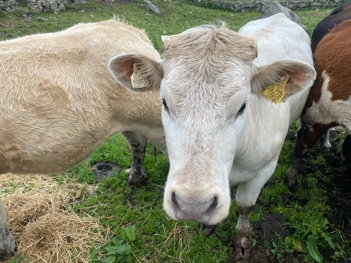 Heifer - Image 3