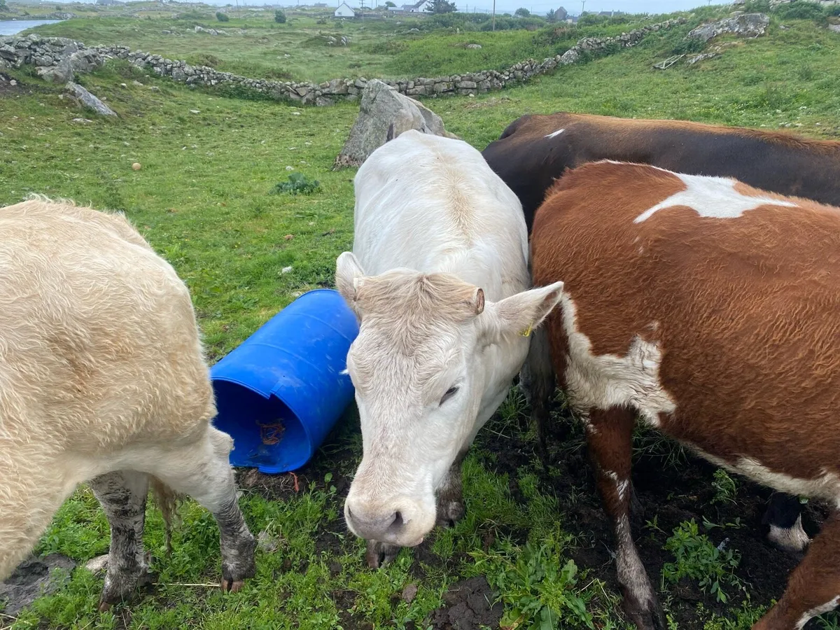 Heifer - Image 4