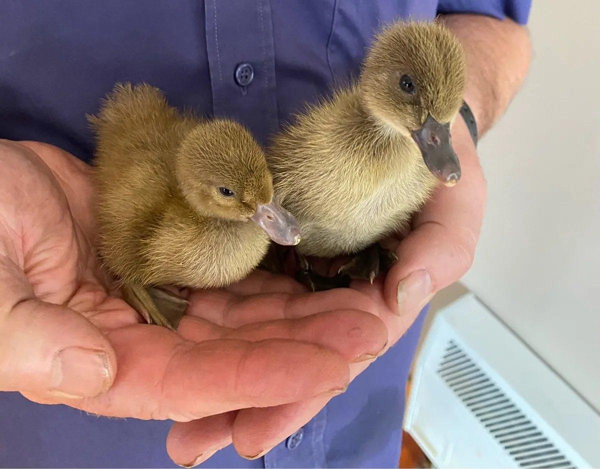 Khaki Campbell Ducklings - Image 1