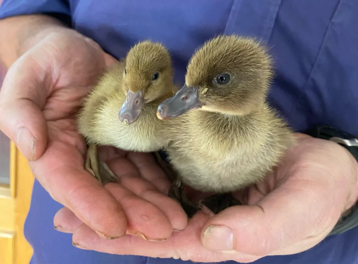Khaki Campbell Ducklings - Image 2