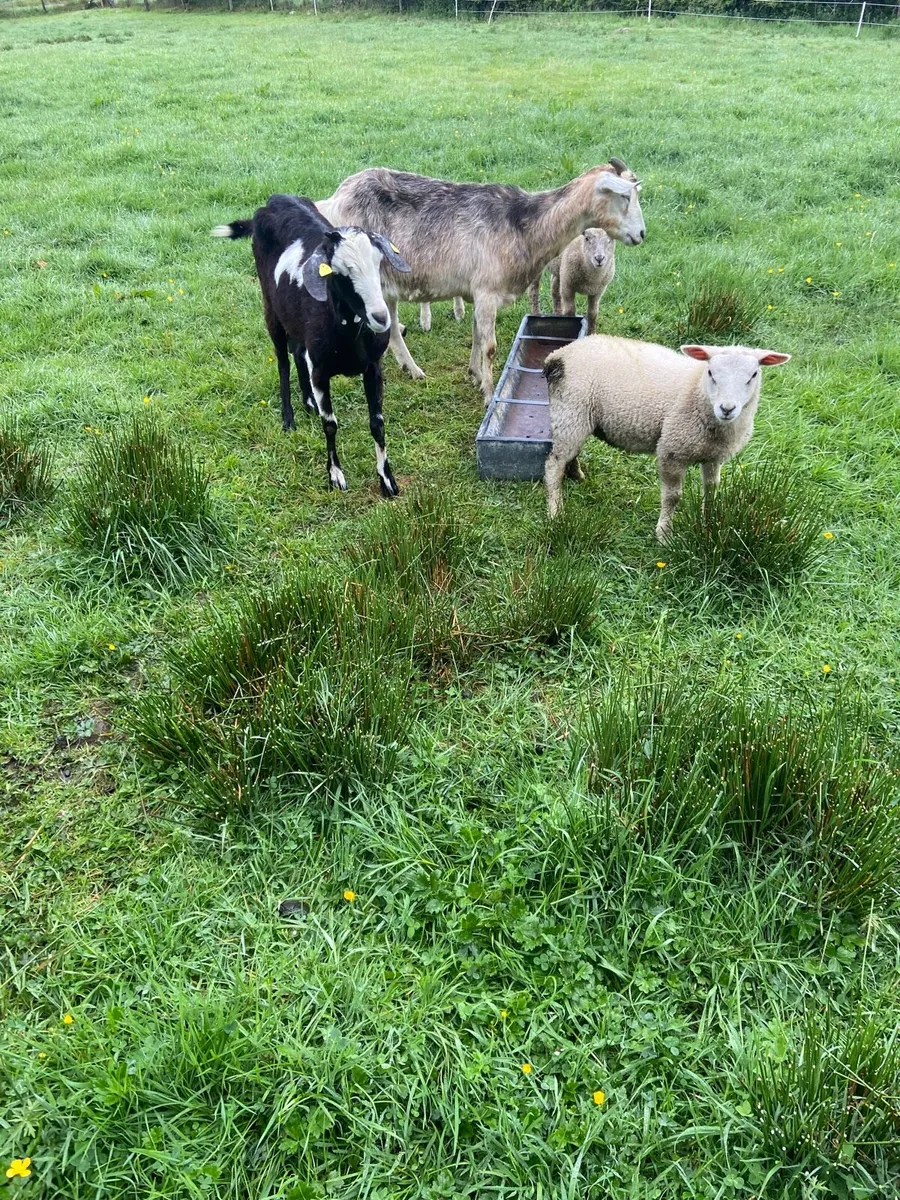 For sale two Goats and four lambs - Image 1