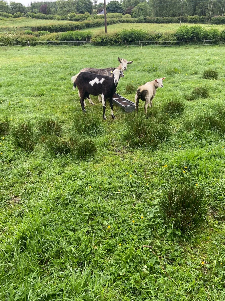 For sale two Goats and four lambs - Image 2