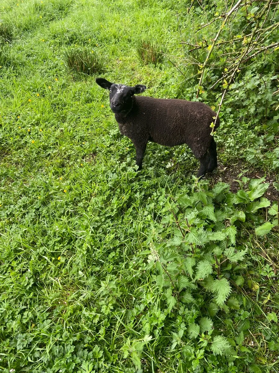 For sale two Goats and four lambs - Image 3