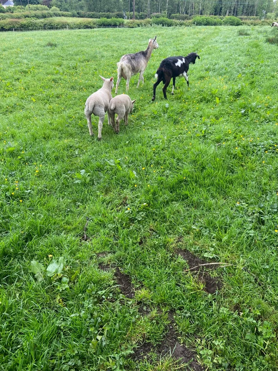 For sale two Goats and four lambs - Image 4