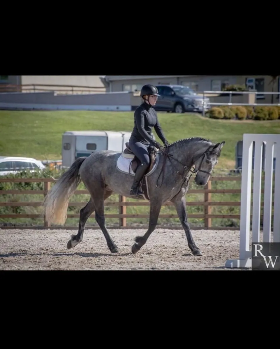 4yo Gelding - Image 1
