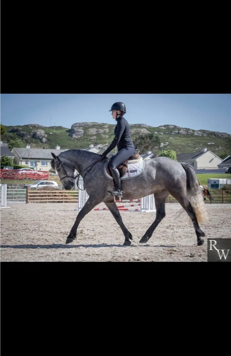 4yo Gelding - Image 2