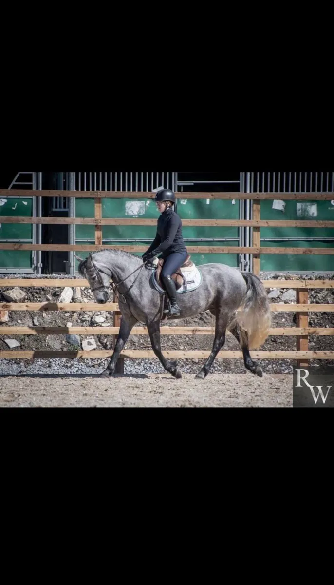 4yo Gelding - Image 3