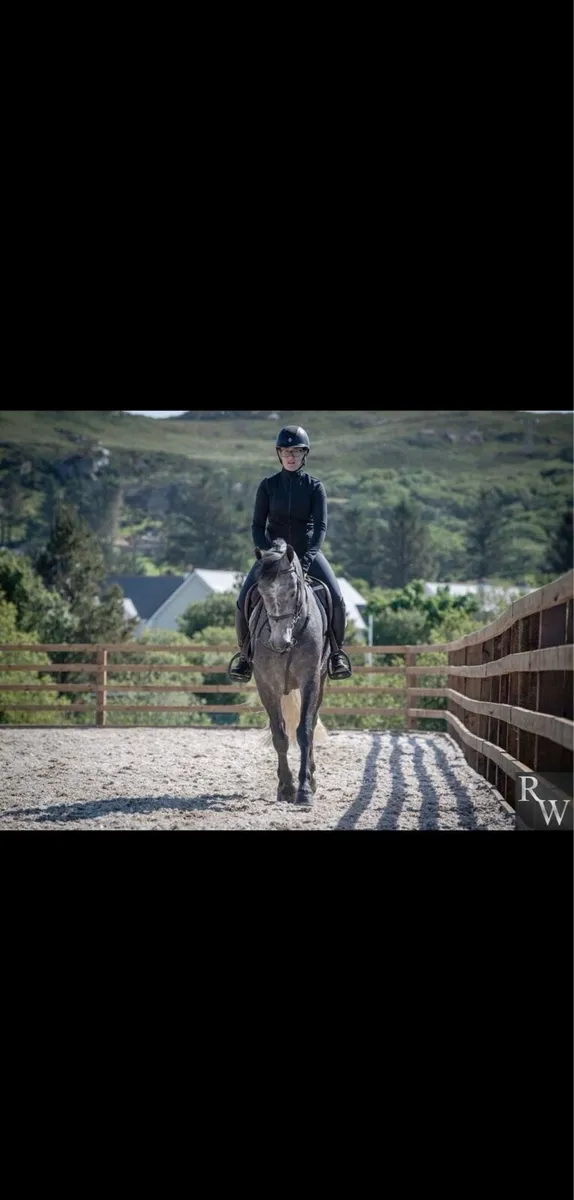 4yo Gelding - Image 4