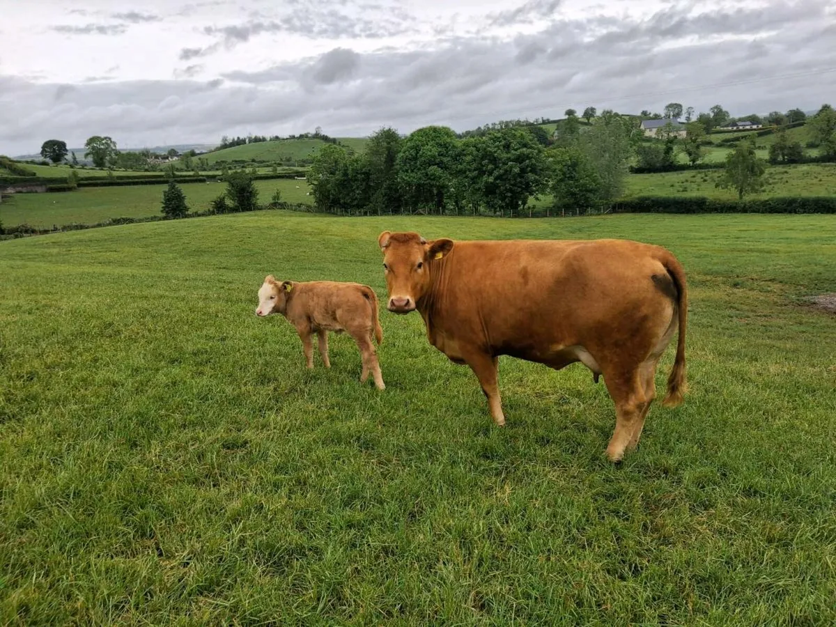 First calver & heifer calf - Image 2