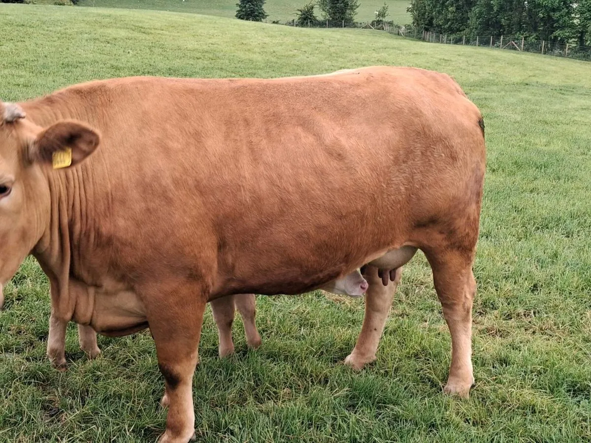 First calver & heifer calf - Image 3