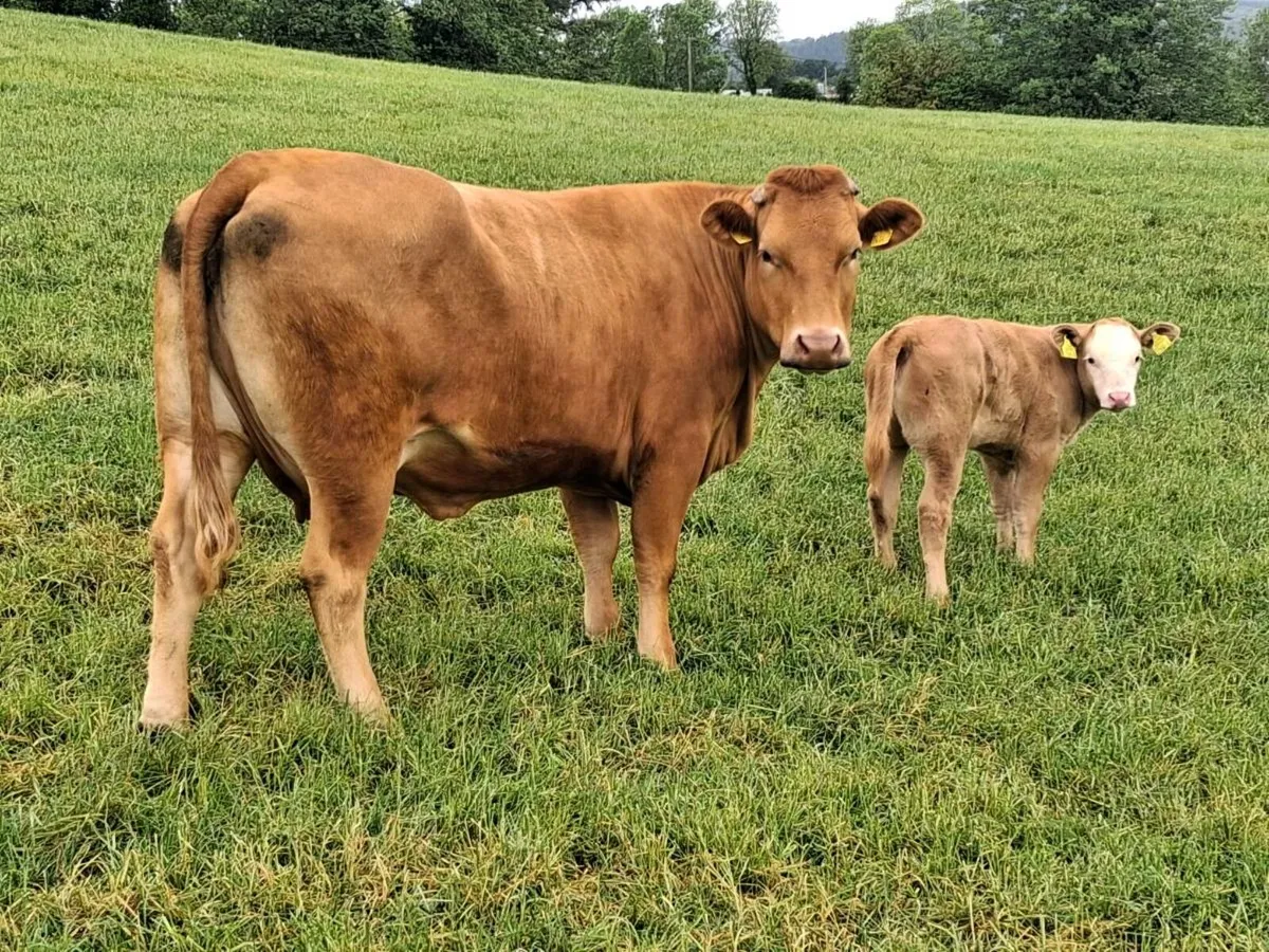 First calver & heifer calf - Image 1