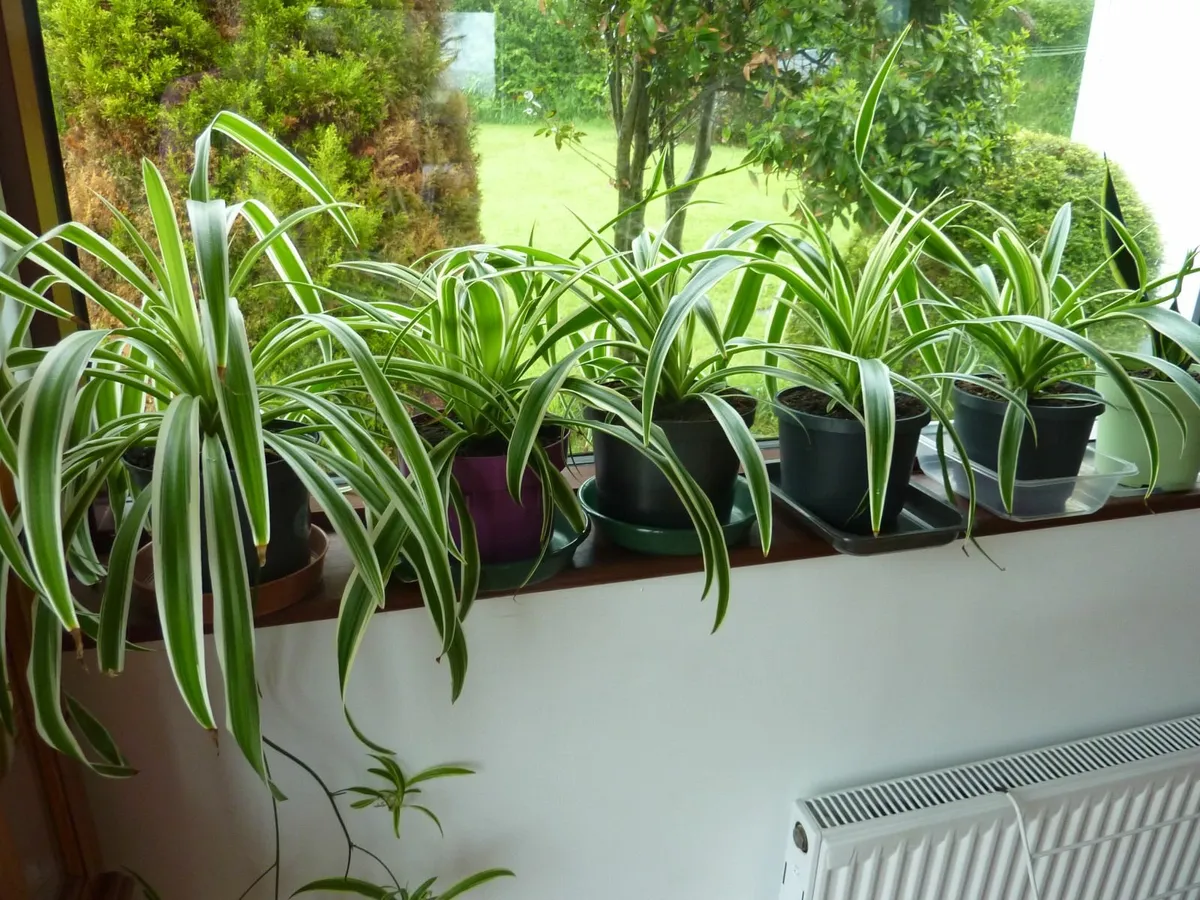 Large spider plants