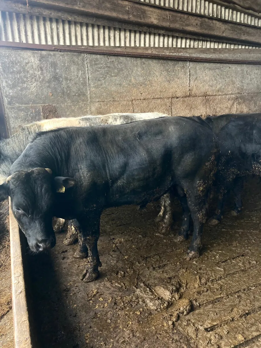 Beef Cattle 2yr.old - Image 1