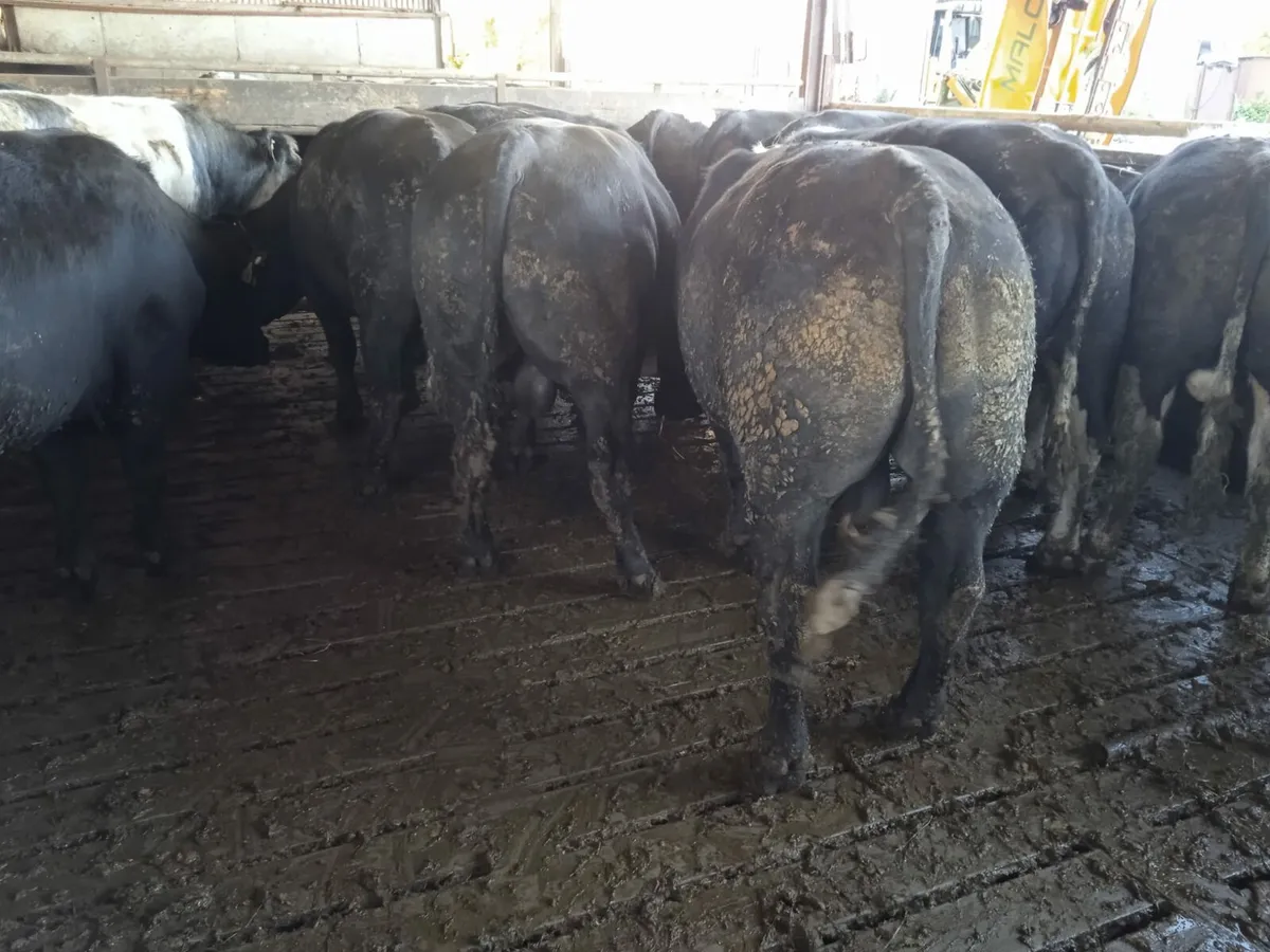 Beef Cattle 2yr.old - Image 2