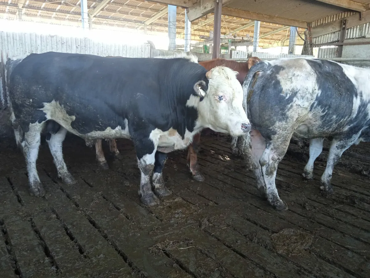 Beef Cattle 2yr.old - Image 3