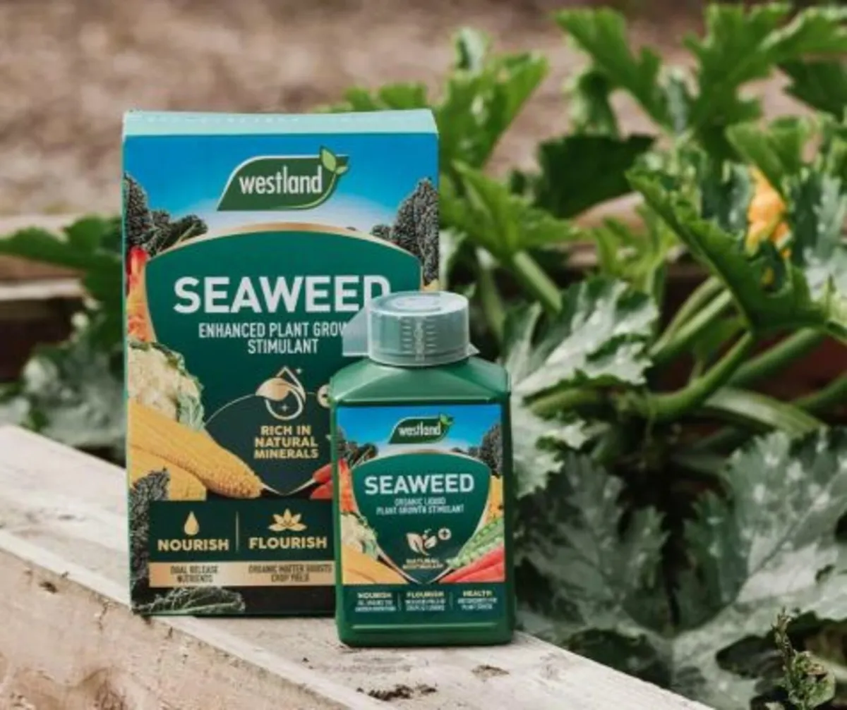 Seaweed Enhanced 2.5kg box - Image 1
