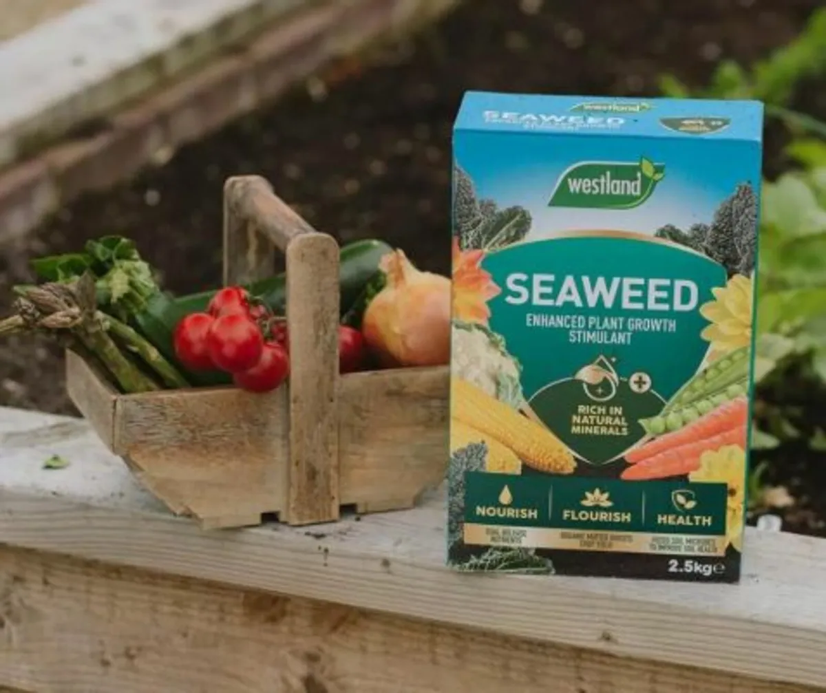 Seaweed Enhanced 2.5kg box - Image 2