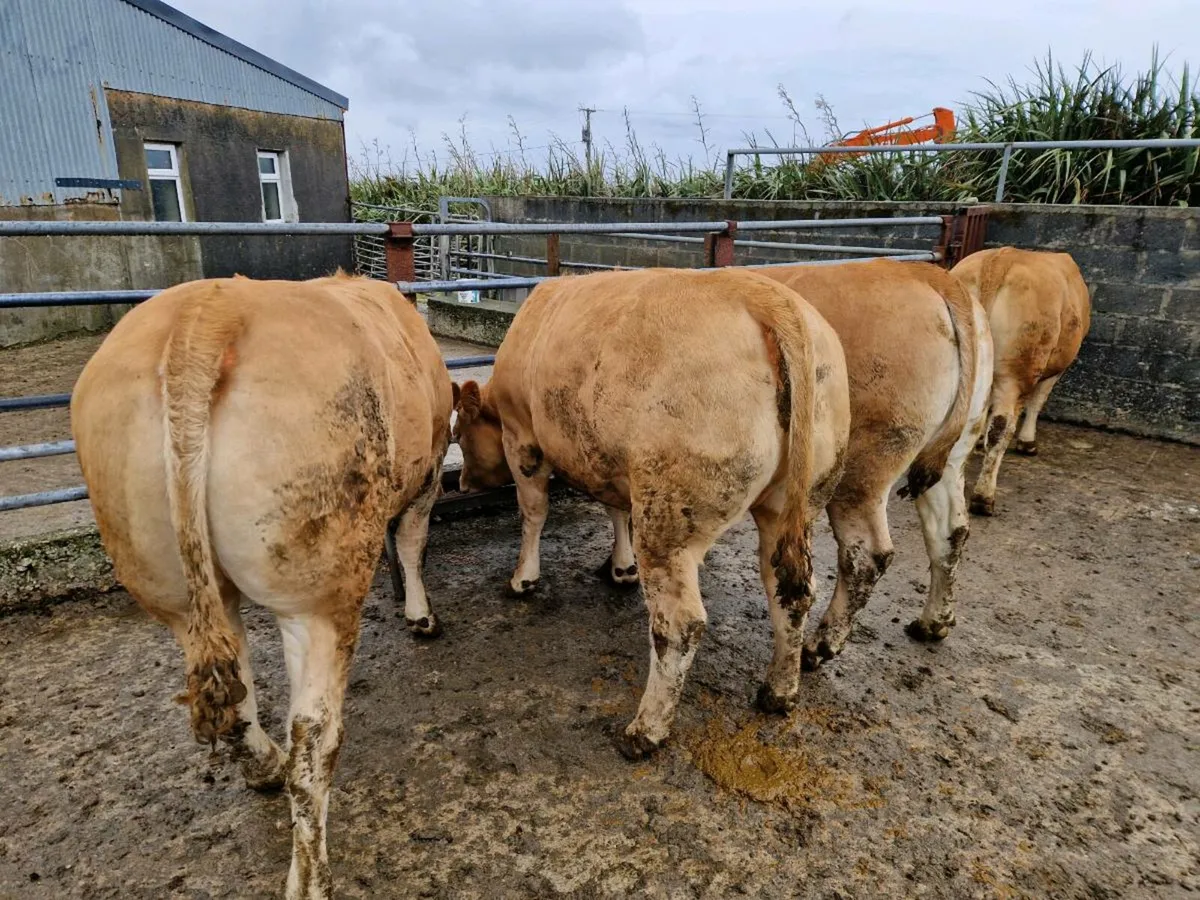 Limousine Heifers - Image 1