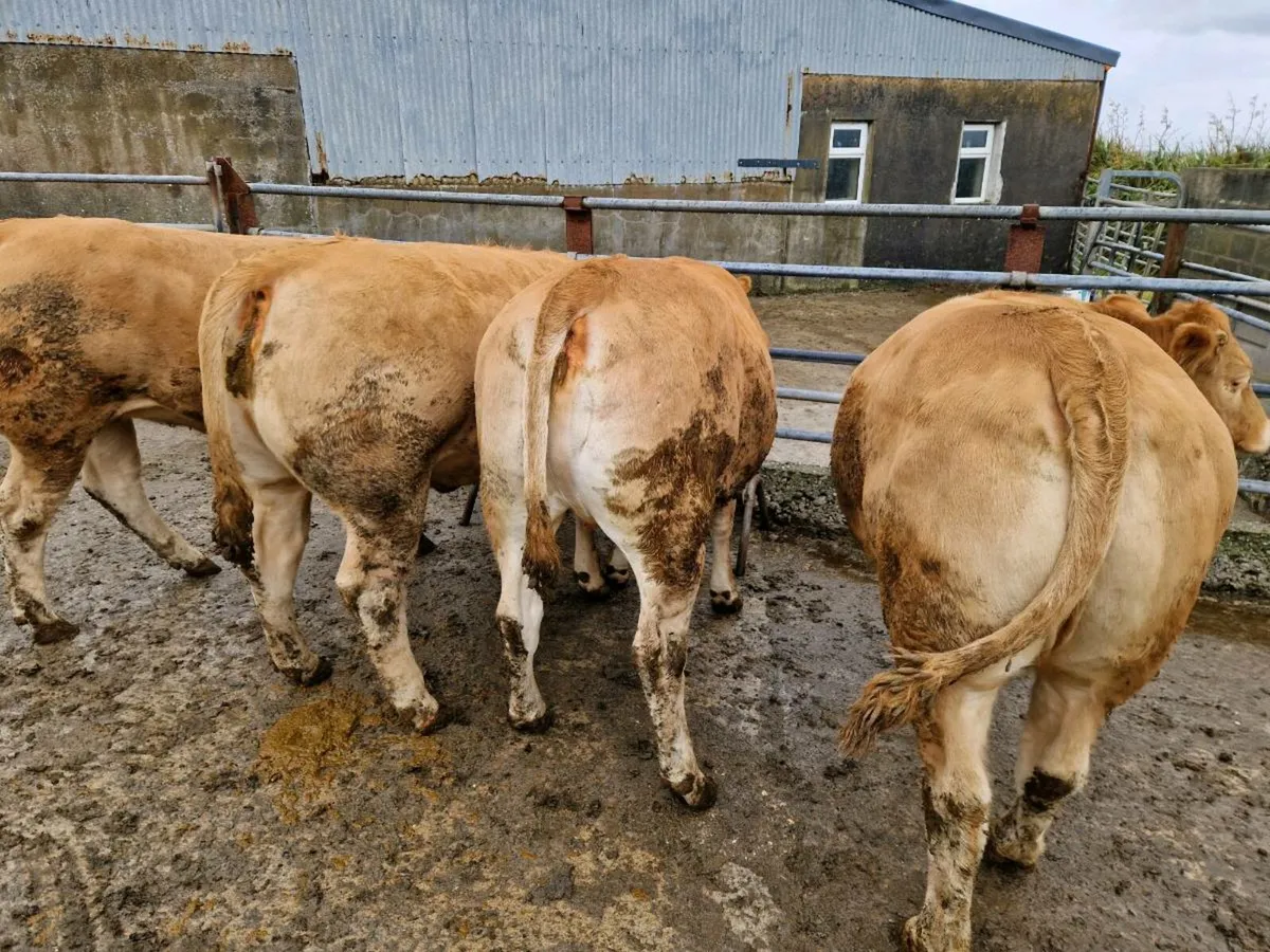 Limousine Heifers - Image 2