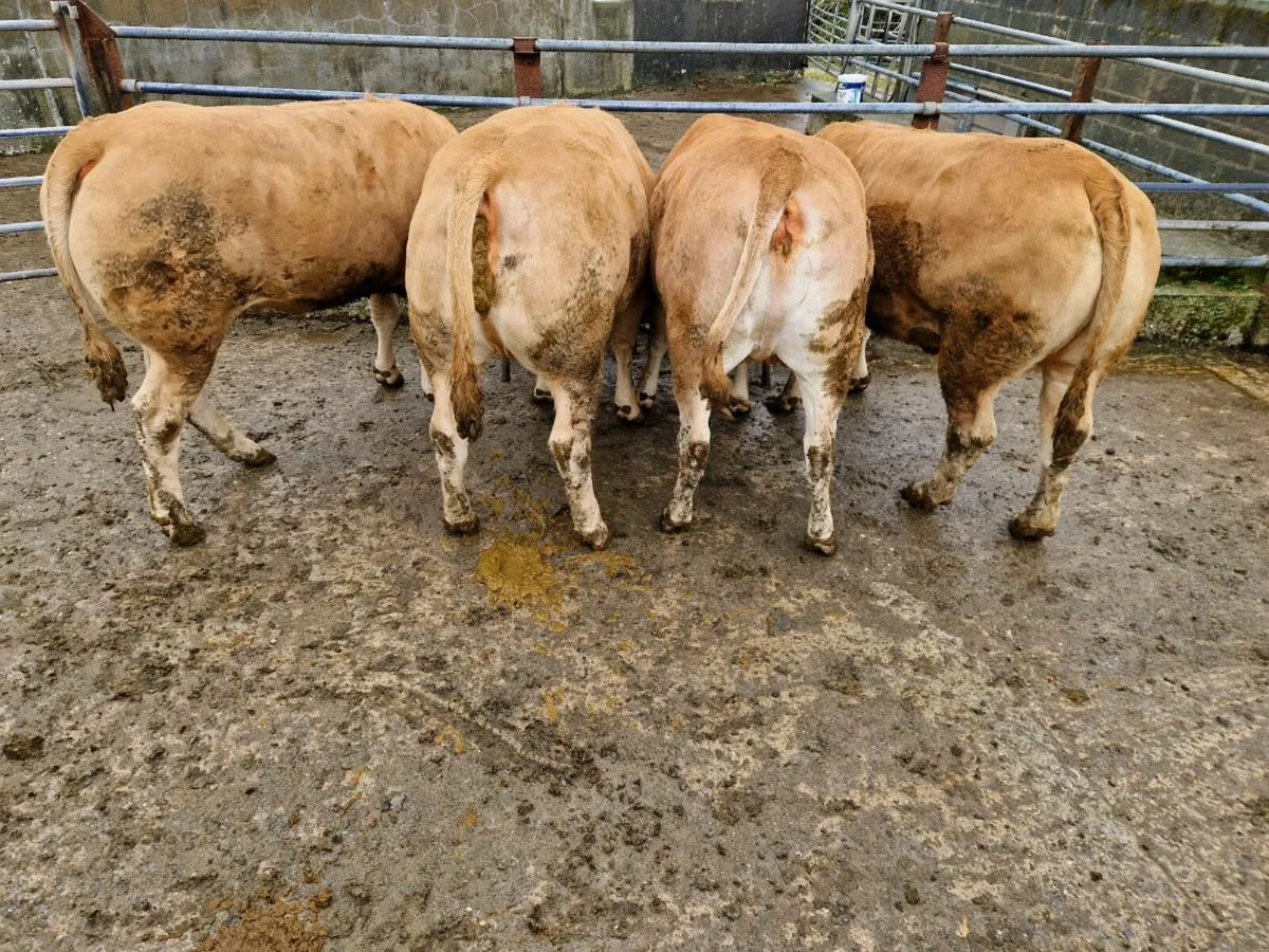 Limousine Heifers - Image 3