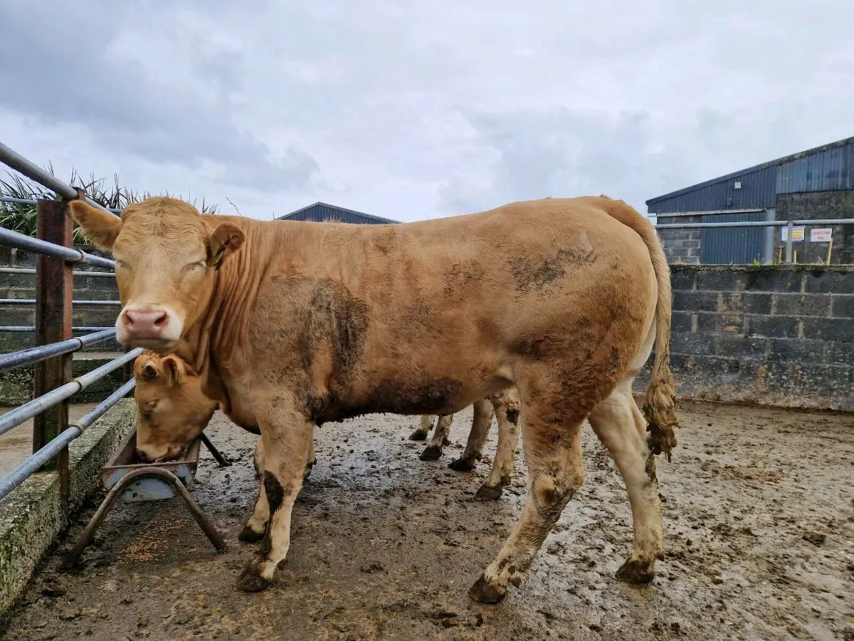 Limousine Heifers - Image 4