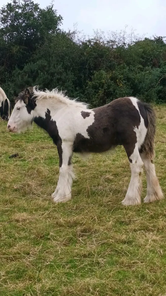 Super little colt