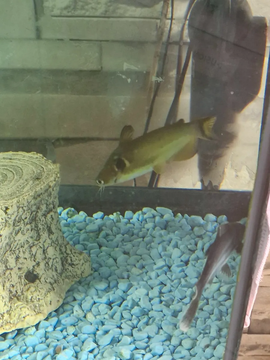 Electric blue acara - Image 4