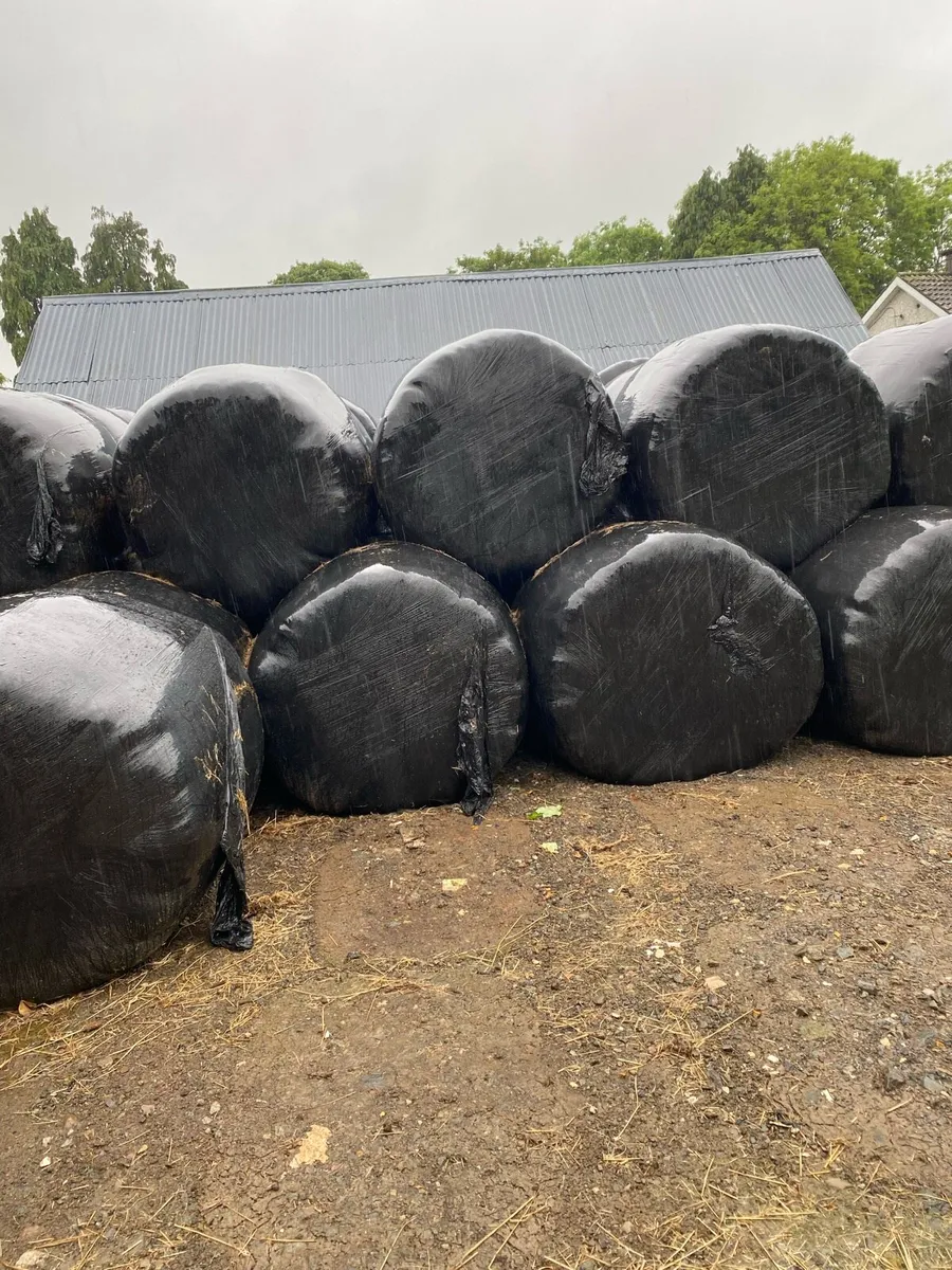 2024 Round bales silage - Image 2