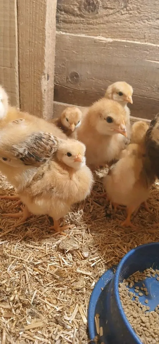 Fiesta reds chicks - Image 1