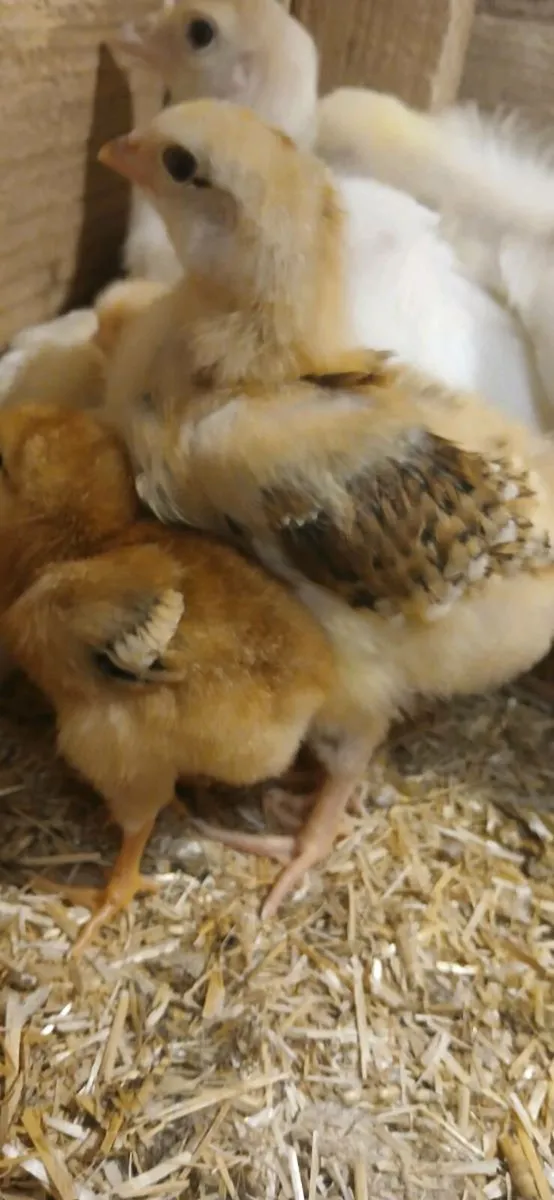 Fiesta reds chicks - Image 3