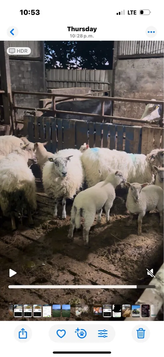 Ewes and lambs - Image 1