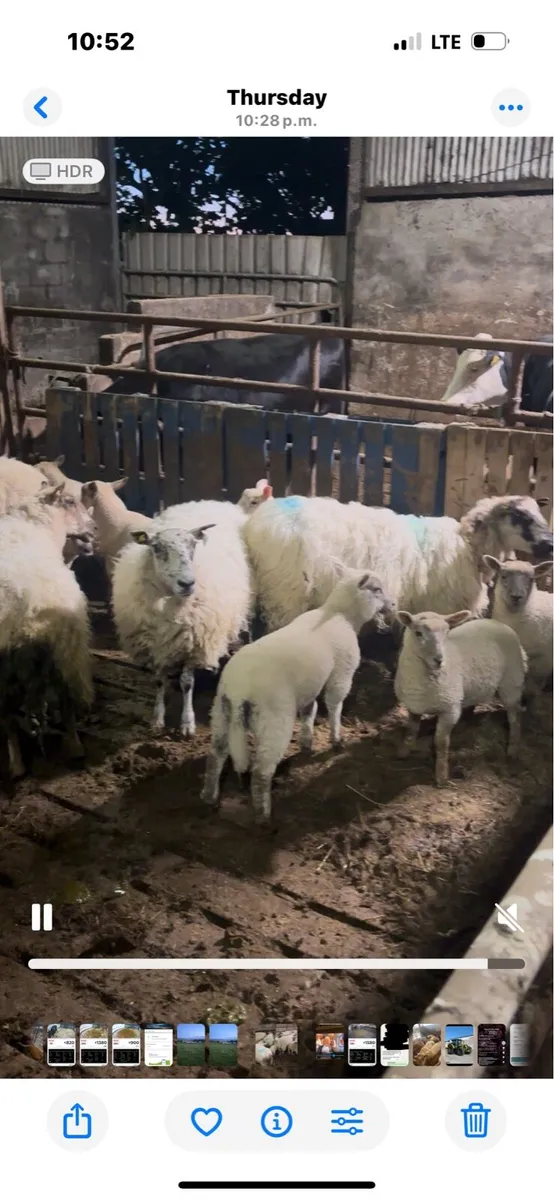 Ewes and lambs - Image 2