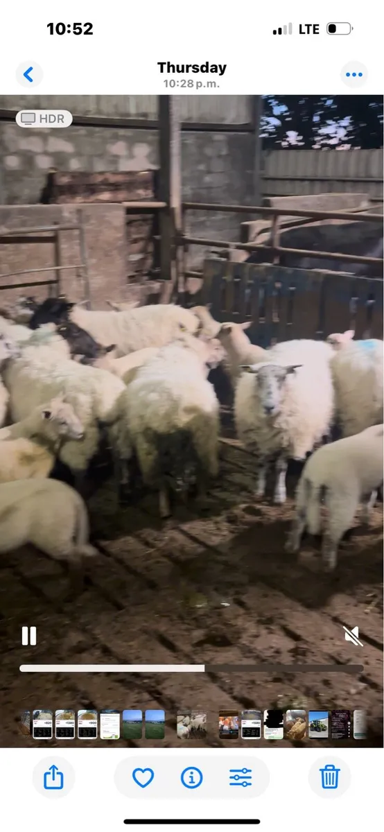 Ewes and lambs - Image 3