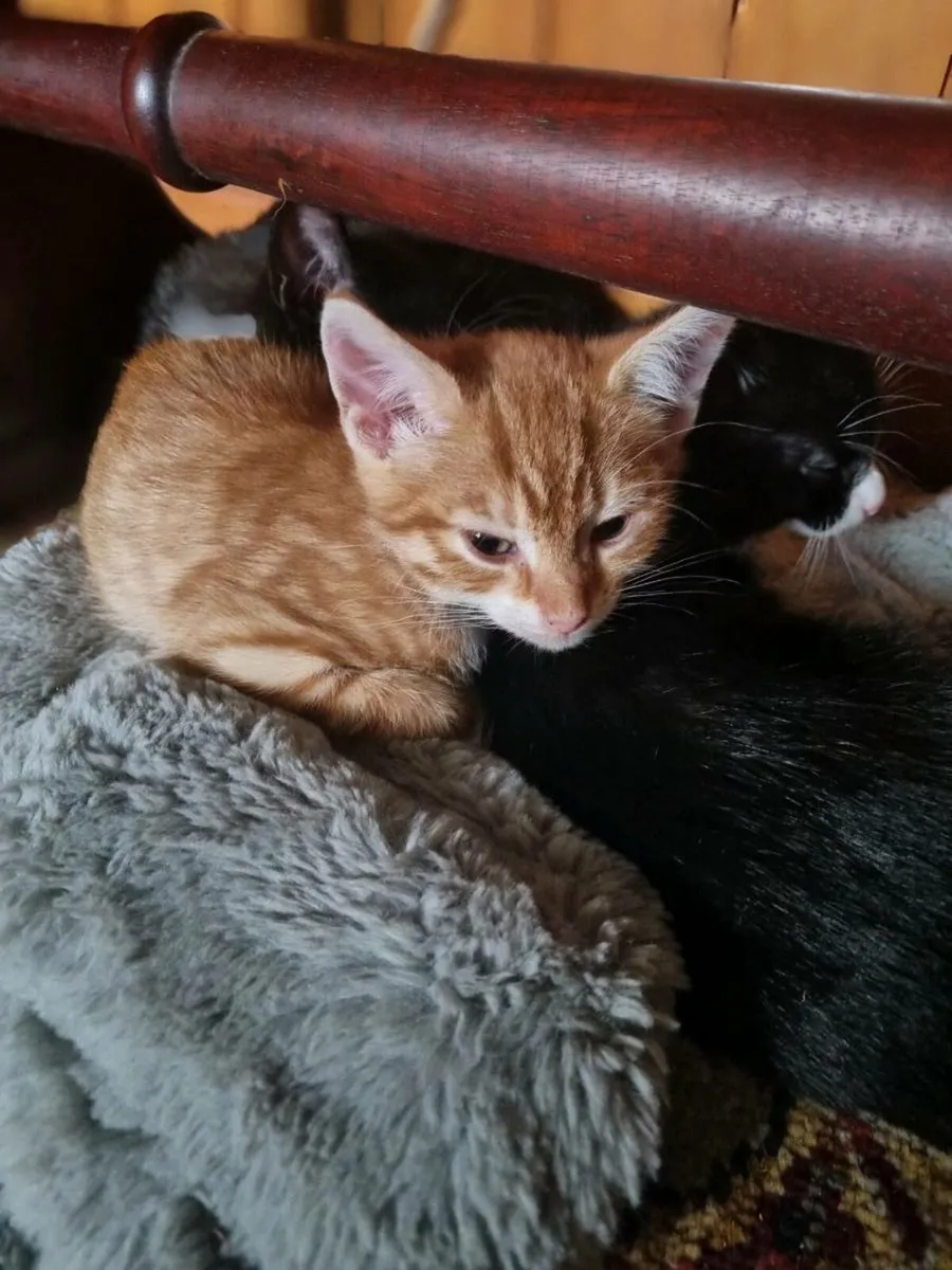 Kittens for FREE - Image 1