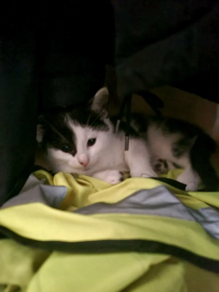 Kittens for FREE - Image 2