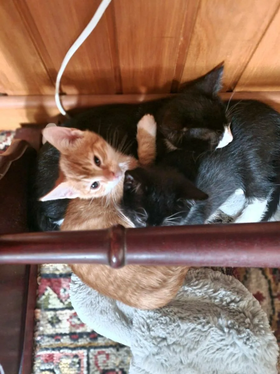Kittens for FREE - Image 3
