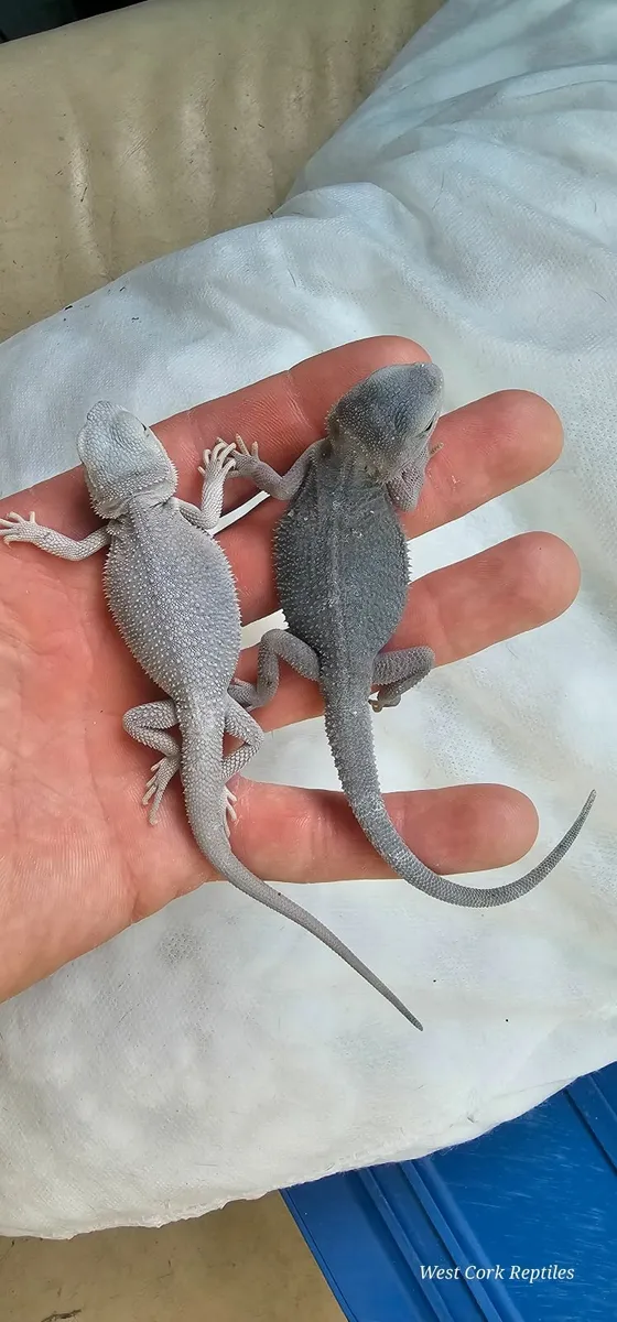 Bearded dragon