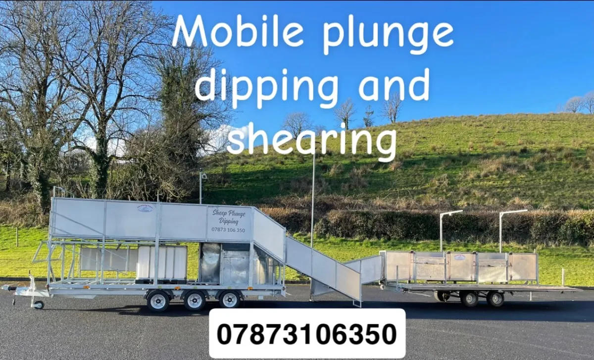 Sheep shearing & plunge dipping - Image 2
