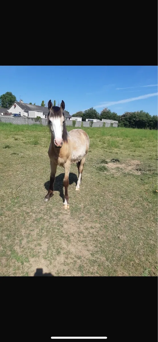 9 month old dun colt - Image 1