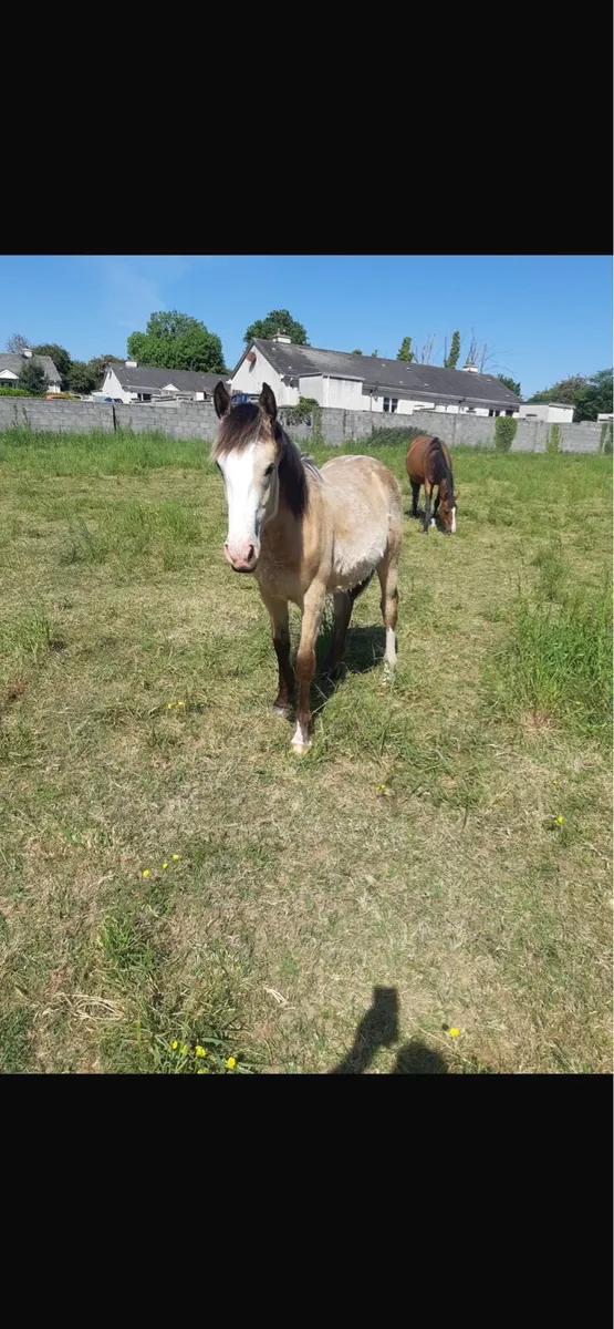 9 month old dun colt - Image 2