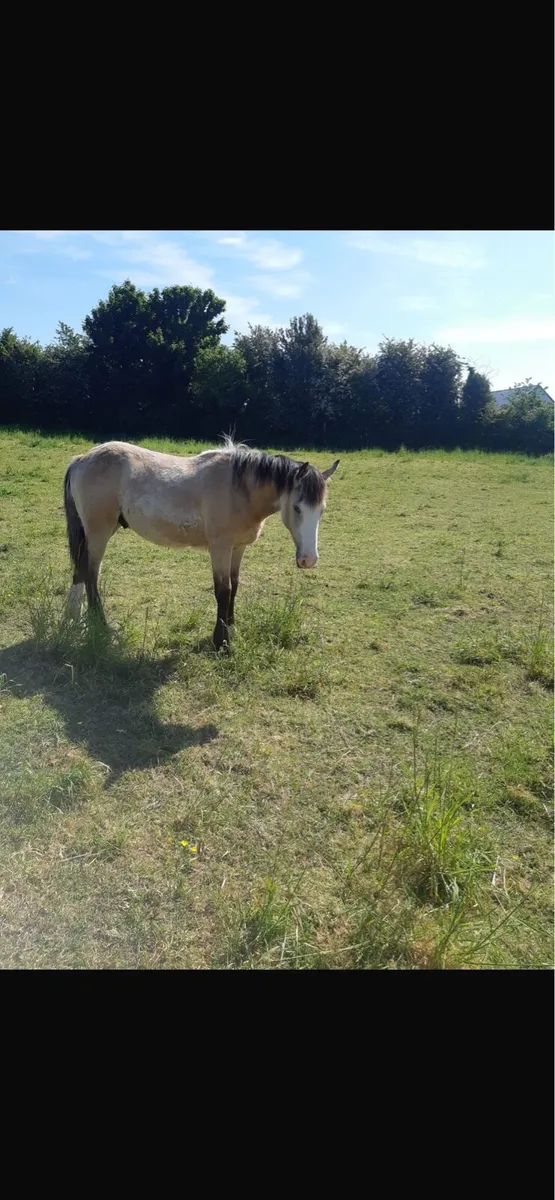 9 month old dun colt - Image 3