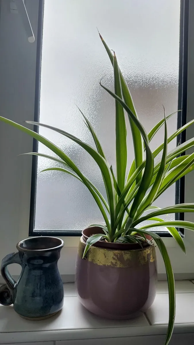 Large spider plant